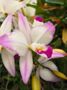 Laeliocatarthron Village Chief Parfum