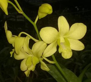 Dendrobium Aridang Green