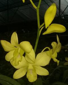 Dendrobium Aridang Green