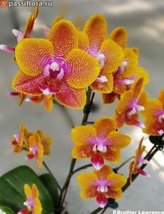 Phalaenopsis Brother Lawrence