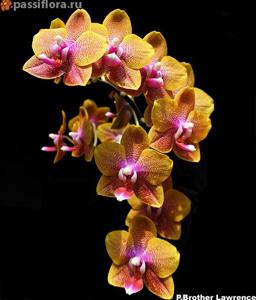 Phalaenopsis Brother Lawrence