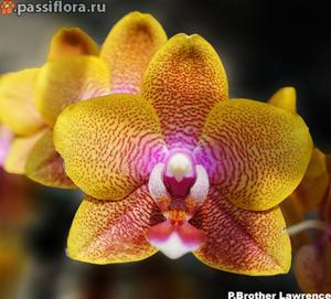 Phalaenopsis Brother Lawrence