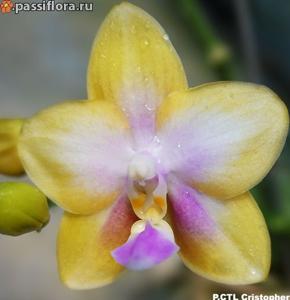 Phalaenopsis CTL Christopher