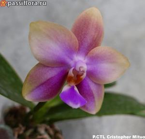 Phalaenopsis CTL Christopher