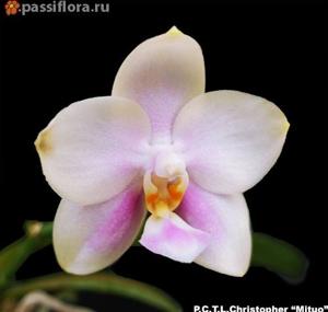 Phalaenopsis CTL Christopher