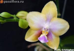 Phalaenopsis CTL Christopher