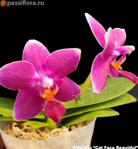 Phalaenopsis Vio Vio