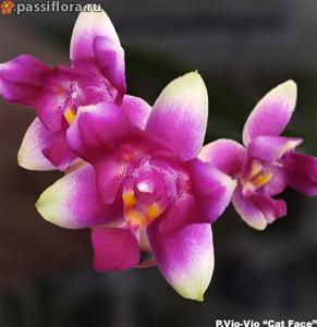 Phalaenopsis Vio Vio