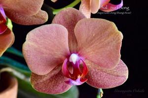 Phalaenopsis Surf Song