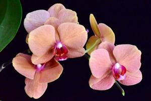 Phalaenopsis Surf Song