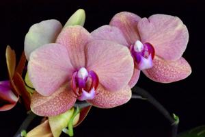 Phalaenopsis Surf Song