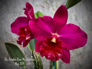 Rhyncholaeliocattleya Paradise Rose