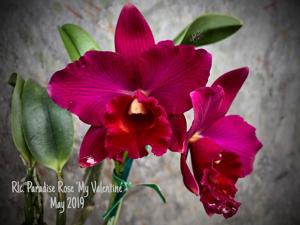 Rhyncholaeliocattleya Paradise Rose