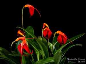 Masdevallia Redwood