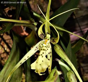 Brassia Datacosa