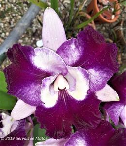 Cattleya Nakornchaisri Fancy