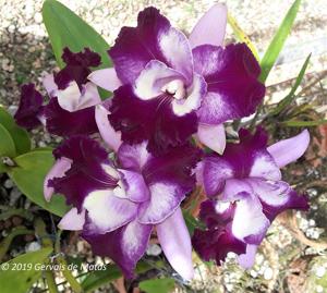 Cattleya Nakornchaisri Fancy