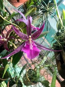 Bratonia Pelican Lake