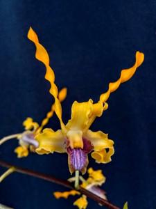 Dendrobium Memoria Kip McKillop