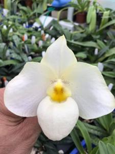 Paphiopedilum Armeni White