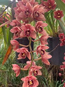 Cymbidium Memoria Ruth Burson