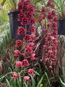 Cymbidium Memoria Ruth Burson