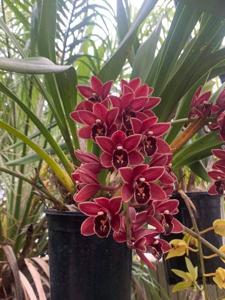 Cymbidium Memoria Ruth Burson