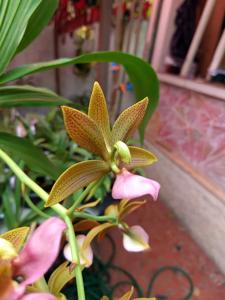 Cycnodes Fernanda Brescansin