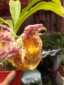 Catasetum Olga
