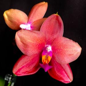 Phalaenopsis Helios Mirabelle