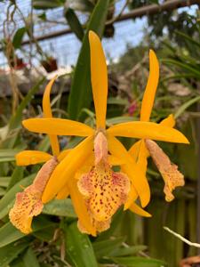 Brassocattleya Michael Kaduce