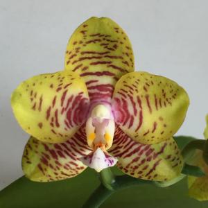 Phalaenopsis Lyndon Lawrence Prince