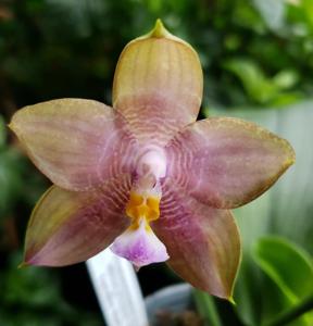 Phalaenopsis Mituo Reflex Bb