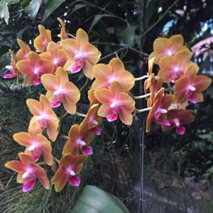 Phalaenopsis Tying Shin Cupid