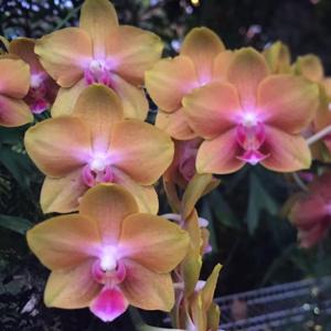 Phalaenopsis Tying Shin Cupid