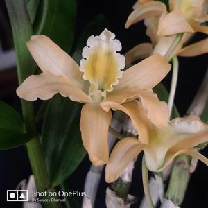 Dendrobium Uni-Scabri