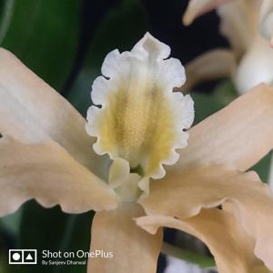 Dendrobium Uni-Scabri