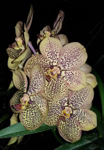 Vanda Jim Krull