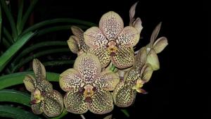 Vanda Jim Krull