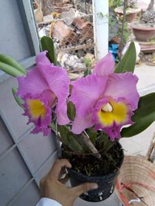 Rhyncholaeliocattleya Haadyai Delight-Mahina Yahiro