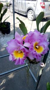 Rhyncholaeliocattleya Haadyai Delight-Mahina Yahiro