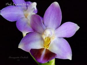Phalaenopsis Evarise Blue Angel