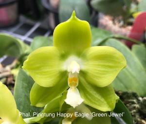 Phalaenopsis Pingtung Happy Eagle