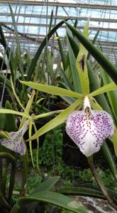 Brassocattleya Nakornpathome Silver