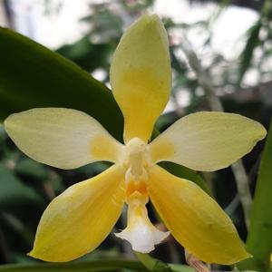 Phalaenopsis Yaphon Little Pixie