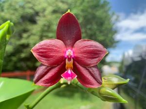 Phalaenopsis Mituo Ambo