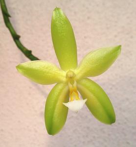 Phalaenopsis Valentinii