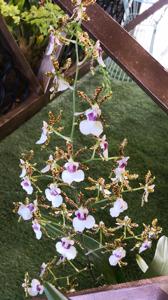 Oncidium Wild Willie