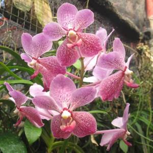 Vanda Manila