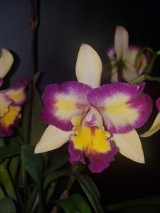 Rhyncholaeliocattleya Shin Shiang Diamond